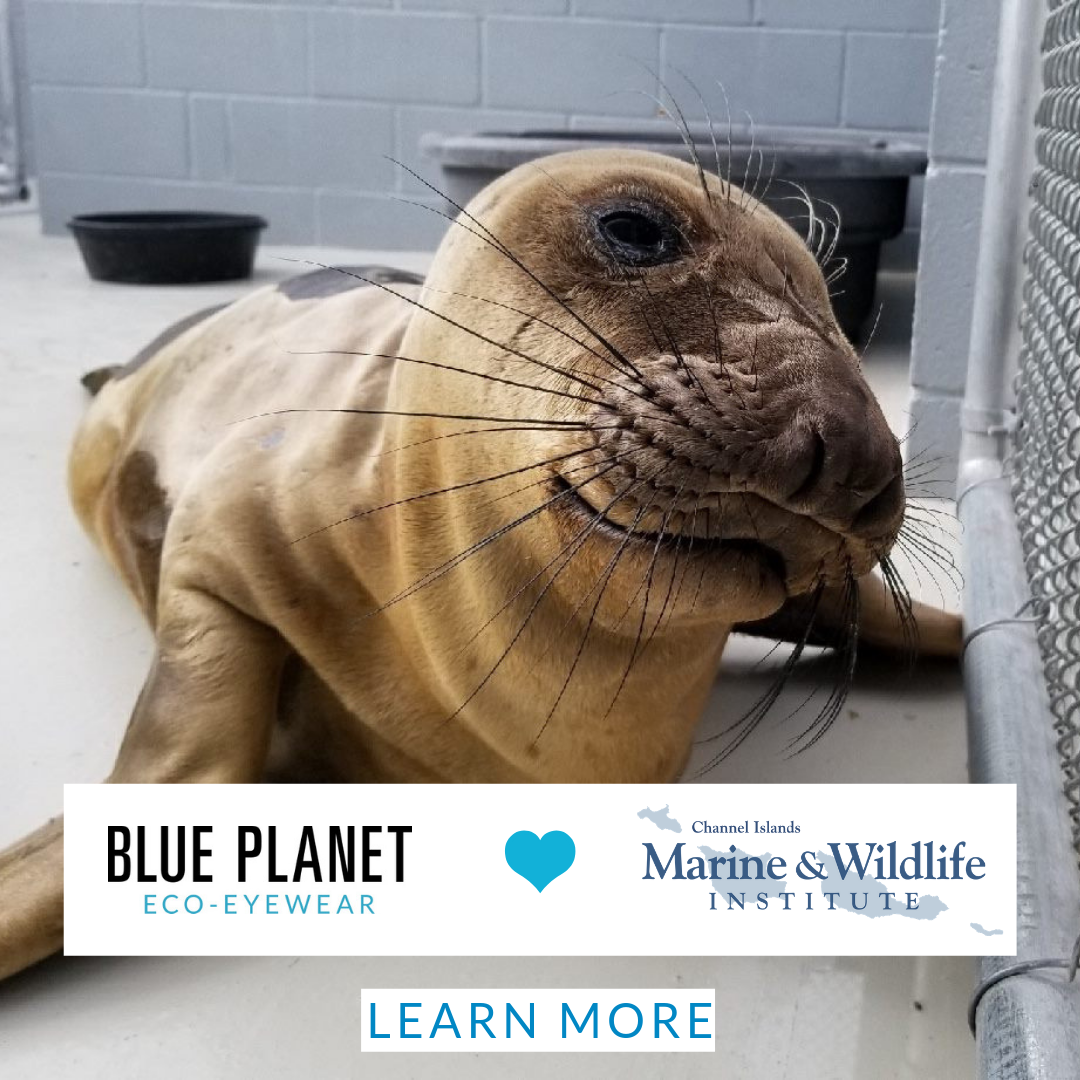 RAOK - Channel Islands Marine & Wildlife Institute
