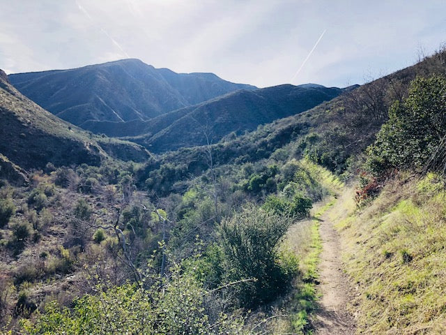 Alone in the Woods, and Loving It: Part 2